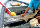 Signs of Life for Panama’s Sawfish