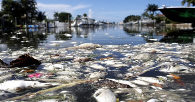 Florida’s Red Tides Are Getting Worse and May Be Hard to Control Because of Climate Change