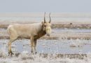 Saiga Reclassified from Critically Endangered to Near Threatened in IUCN Red List